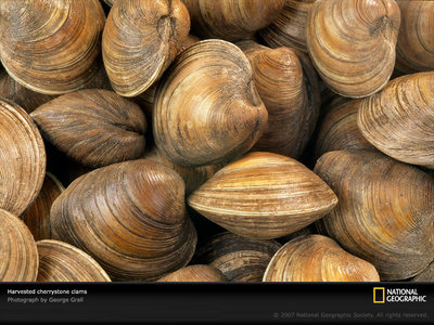 clams.jpg