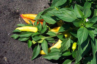 ripe-banana-peppers-23441280421289d6Lr.jpg
