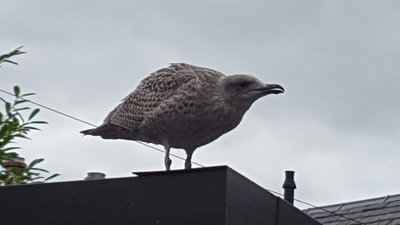 seagull baby.jpg