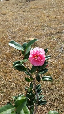 Egao Camellia2.jpg