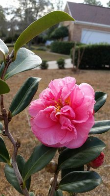 Egao Camellia1.jpg
