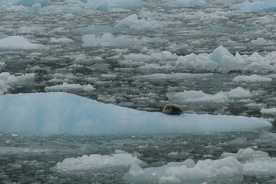 65 Tracy Arm Fiords and Glaciers Tour Seal near one of Sawyer's glacier.jpg