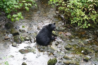 25 Herring Cove Bear Adventure tour.jpg