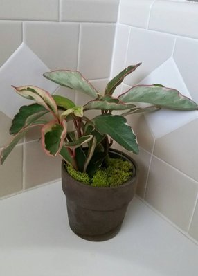 Peperomia Rb2.jpg