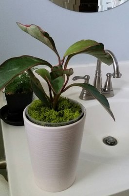 Peperomia Rb1.jpg