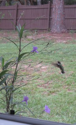 hummingbird2.JPG