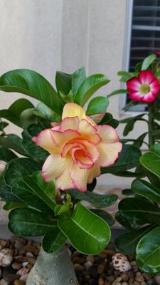 Adenium6.jpg