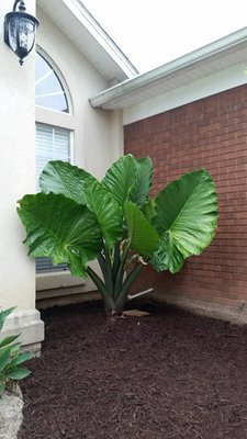 Alocasia1.jpg