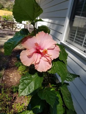 Hibiscus peach1.jpg