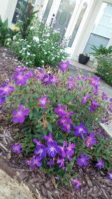 Tibouchina1.jpg