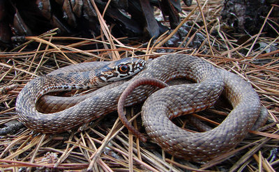 Eastern-Coachwhip-snake-photos (8).jpg
