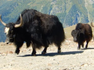 yak.jpg