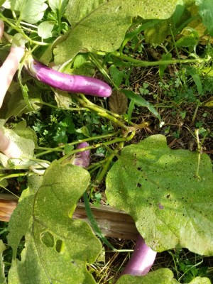 Resized_20200913_094201.jpeg