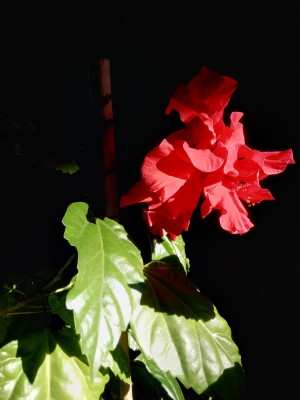 IMG_20201015_110616.jpg