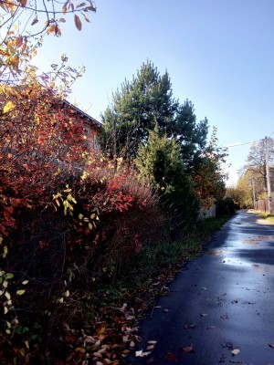 IMG_20201015_132830.jpg