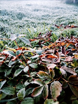 IMG_20201112_104143.jpg