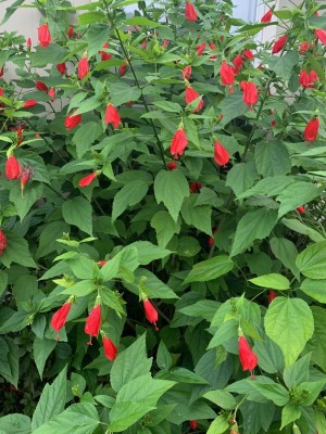 thumbnail (5).jpg