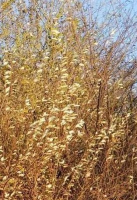 561a0e67d1cbd19c567b94f1ef3effaebb16abf732215892c866d5b65c22f517 copy.jpg