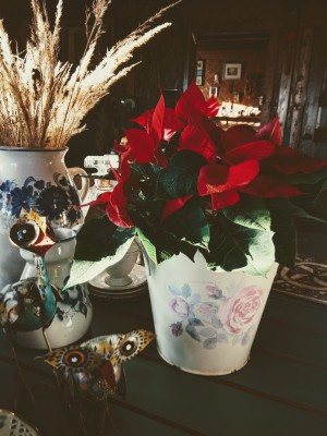 IMG_20201210_102537.jpg