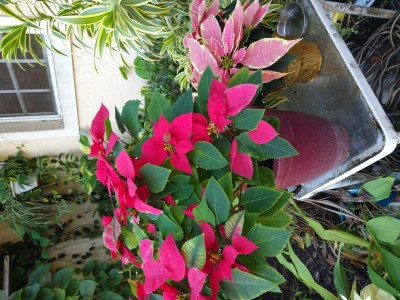 IMG_20201221_154633466.jpg