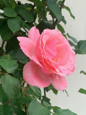 thumbnail (15).jpg