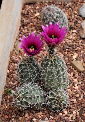 IMG_8662.JPG