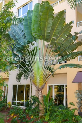 ravenala-madagascariensis-11330335_0_1_800x1600_38f67.jpg