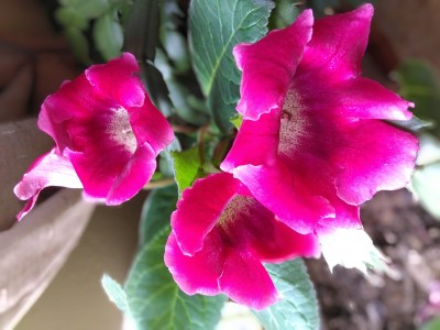 IMG_20210603_113126.jpg