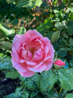 IMG_1465 1.png