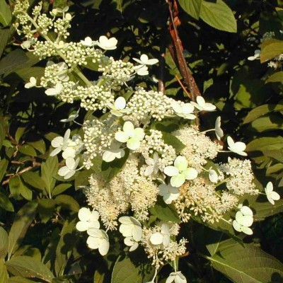 Tardiva_Hydrangea_Flowers-min__71705.1523471551.JPG