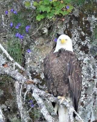eagle.jpg