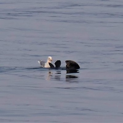 gull otter.jpg