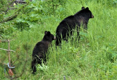 bear1.jpg