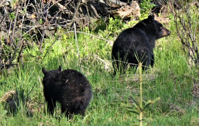 bear2.jpg