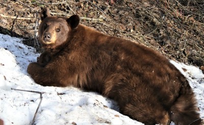 bear4.jpg