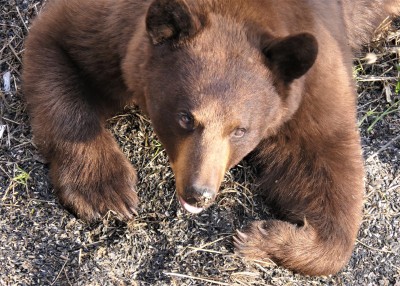 bear5.jpg