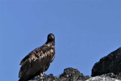 young eagle.jpg