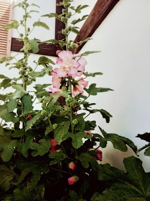 IMG_20210803_110322.jpg