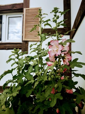 IMG_20210803_120040.jpg