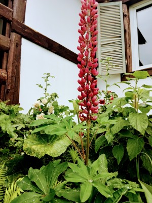 IMG_20210811_093554.jpg