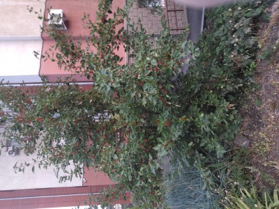 IMG_20210815_062853.jpg