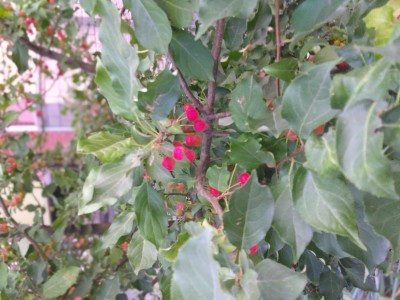 IMG_20210815_062929.jpg
