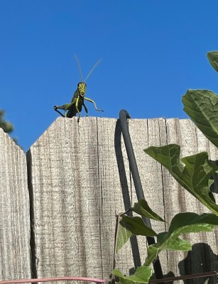 IMG_7566.JPG