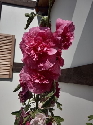 IMG_20210823_130044.jpg