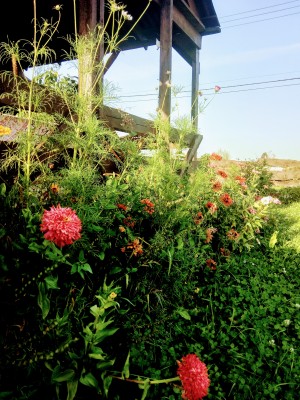 IMG_20210817_180355.jpg