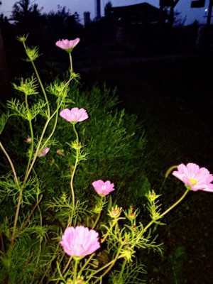 IMG_20210817_203409.jpg