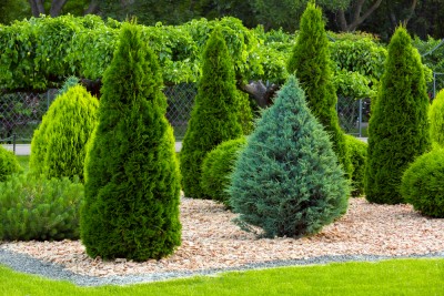 Emerald Green Arborvitae.jpg