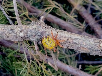 9865d366e52c9a79f5cfcb88f79431f66784844fbfcb63227940984775a0aa69 copy.jpg