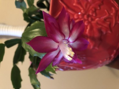 A1506010-CD63-4C8B-BA70-14AB493C9BD3.jpeg