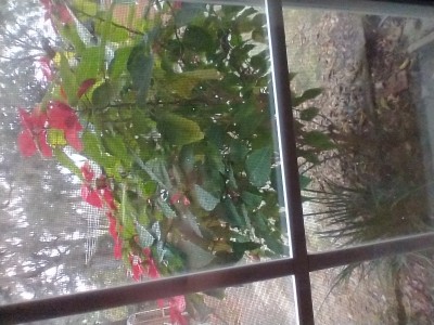 IMG_20211212_075109202.jpg